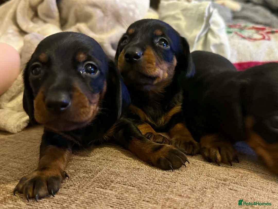 Dachshund dogs for sale: Dachshund puppies  - Advert 4