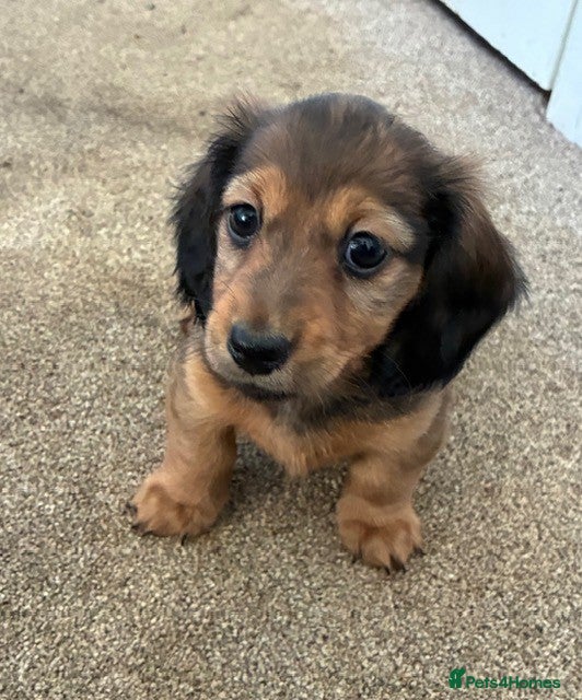 Miniature Dachshund dogs ⭐️⭐⭐️⭐️⭐️ Last two Males Reserve Now!  - Advert 8