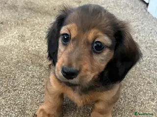 Miniature Dachshund dogs ⭐️⭐⭐️⭐️⭐️ Last two Males Reserve Now! - Advert 8