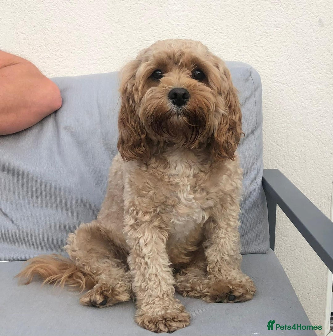 Cavapoo dogs for sale: Stunning F2 Bitch Available  - Advert 2