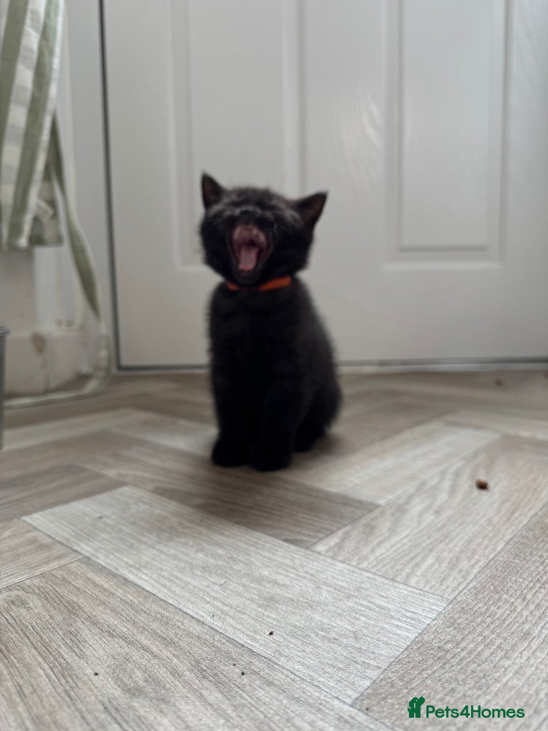 British Shorthair cats for sale: Chocolate BSH boy - Image 5