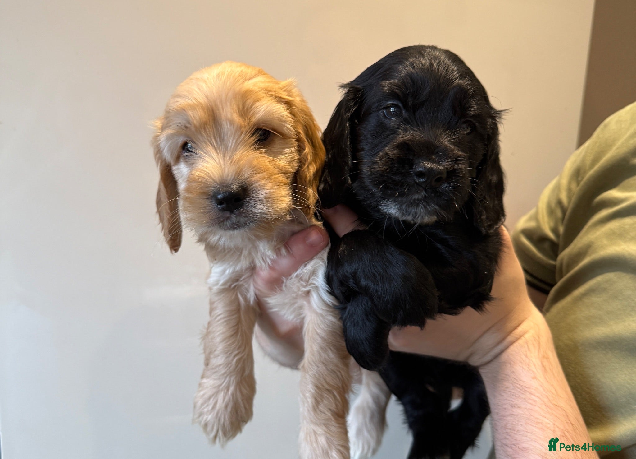 Cockapoo dogs Beautiful Cockapoo Puppies  - Advert 17