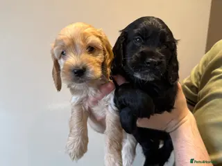 Cockapoo dogs Beautiful Cockapoo Puppies - Advert 1