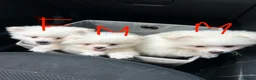 Pomeranian dogs for sale: 3 Pure white Pomeranians - 1 girl 2 boys - Advert 10