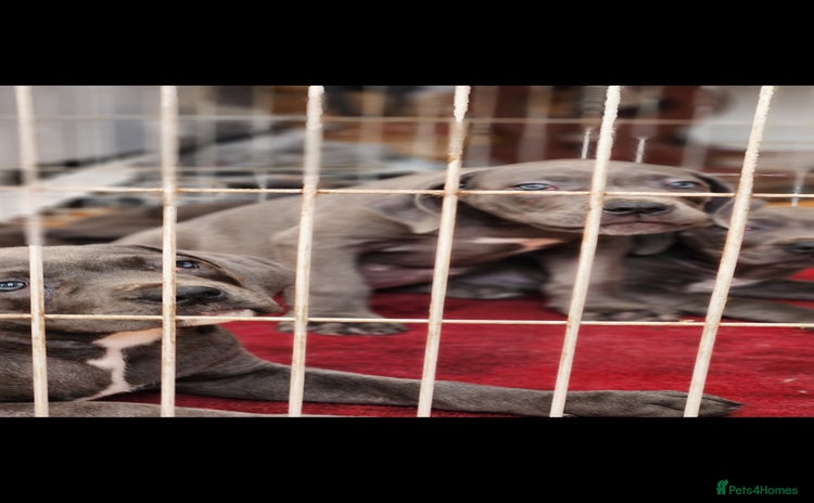 Cane Corso dogs - Advert 1