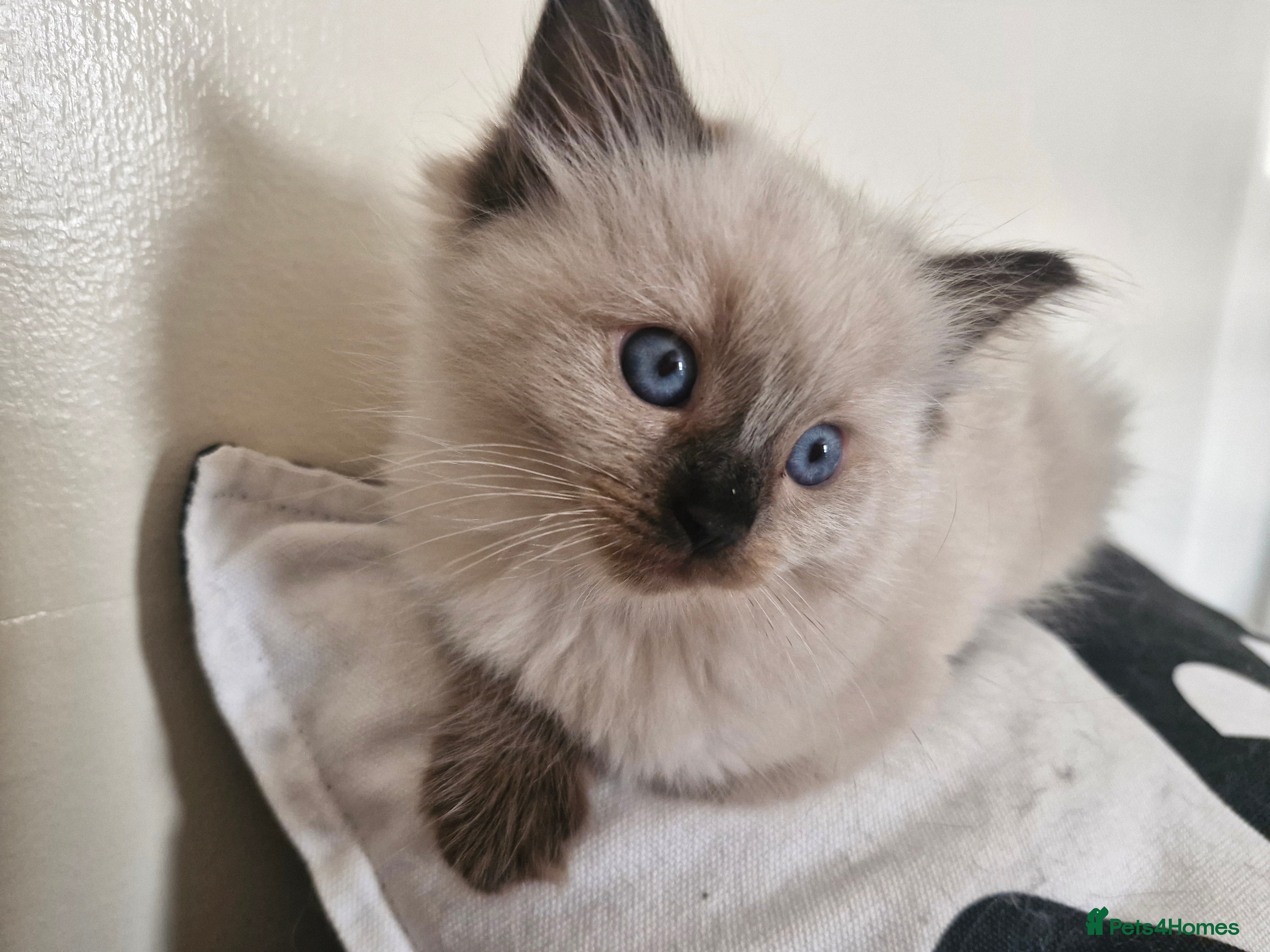 Ragdoll cats 💙Rare Lynx Point Purebred Ragdoll Kittens💙  - Advert 2