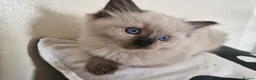 Ragdoll cats for sale: 💙Rare Seal Point Purebred Ragdoll Kitten💙  - Advert 6