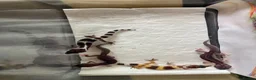 Gecko reptiles for sale: Lepard Geckos For Sale  - Advert 3
