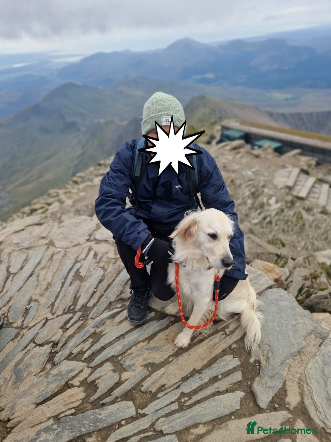 Golden Retriever dogs for sale: KC registered Beautiful Golden retriever puppies  - Advert 14