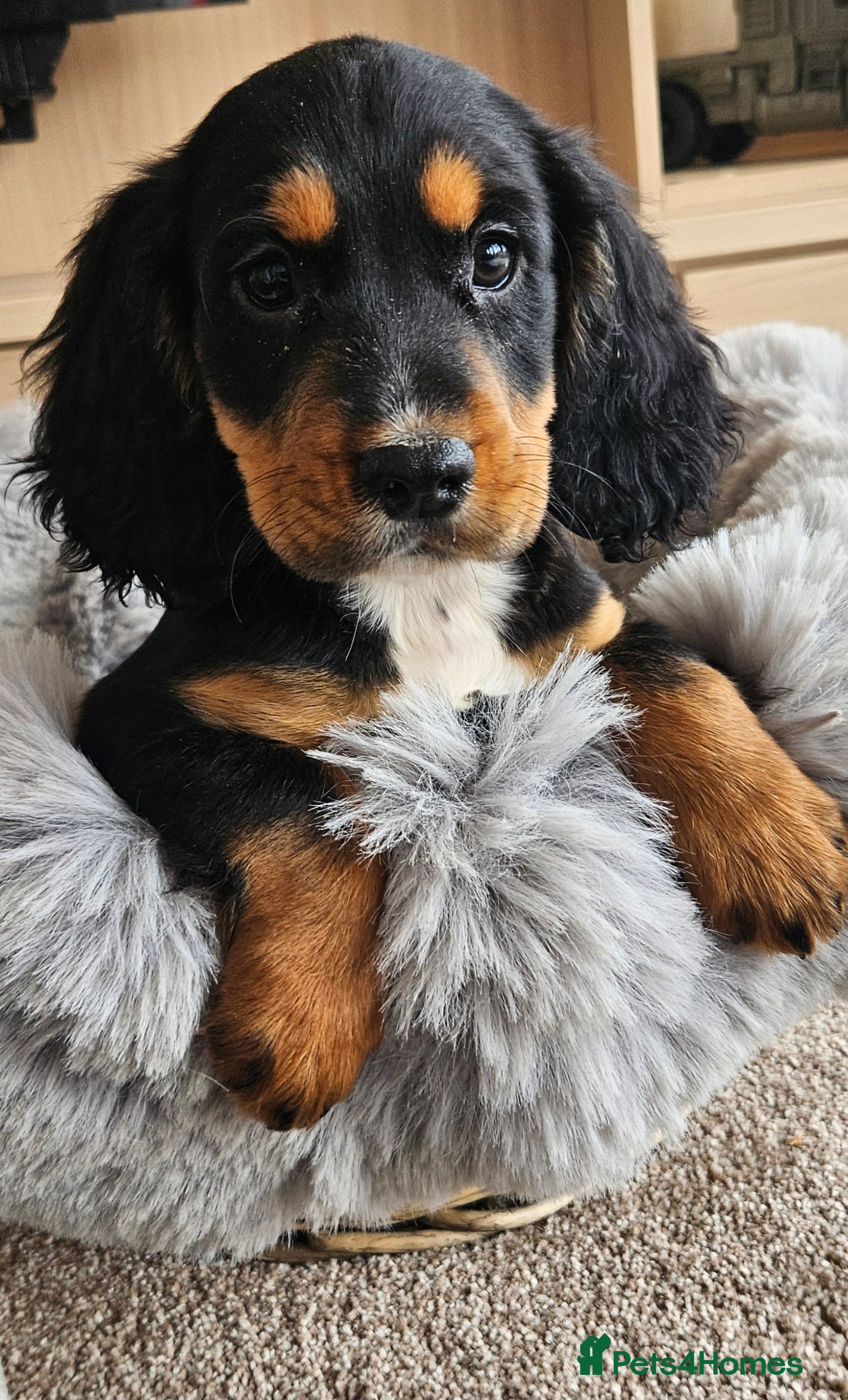 Cocker Spaniel dogs Working Type Cocker Spaniels - Advert 2