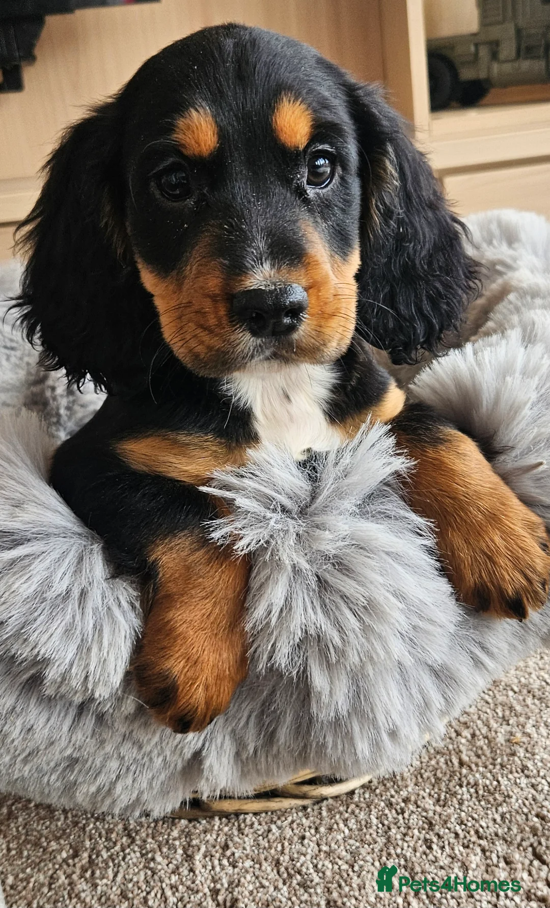 Cocker Spaniel dogs for sale: Working Type Cocker Spaniels - Advert 2