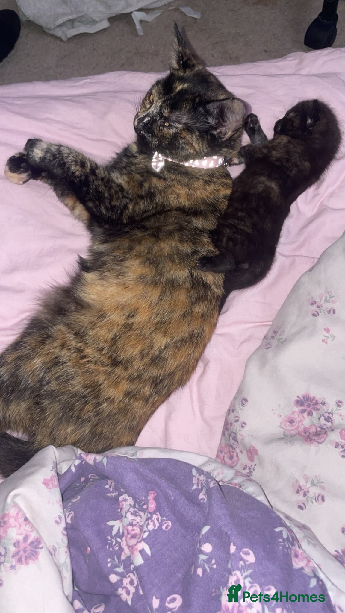 Mixed Breed cats Kitten - Advert 7