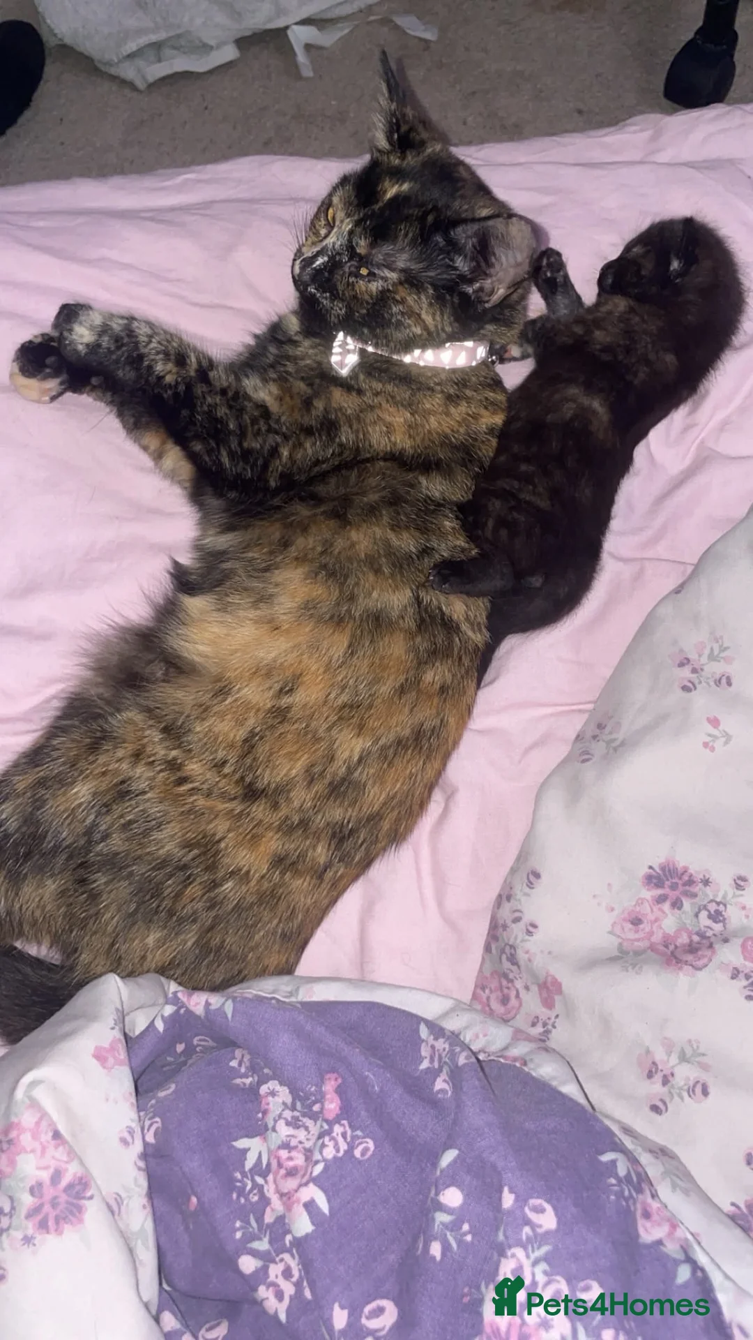 Mixed Breed cats for sale: Kitten in Burton-on-Trent - Advert 1