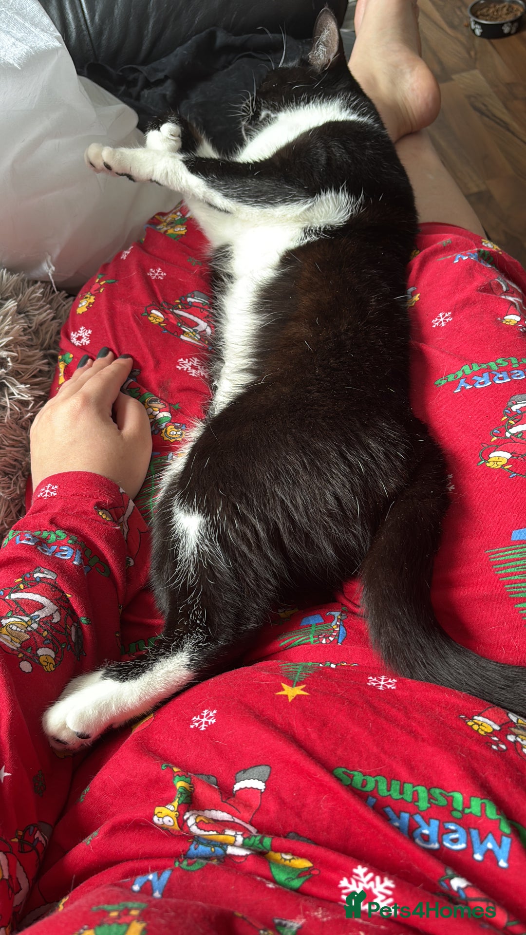 Domestic Shorthair cats for sale: Rehoming - READ FULLY - Image 1