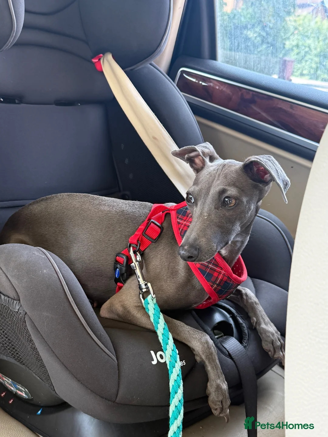 Italian Greyhound dogs for sale: Puppys Expected KCRegistered Italian Greyhounds 🐾 in Barrow-upon-Humber - Advert 5