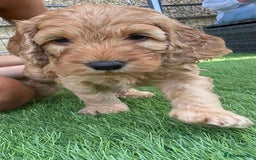 Cockapoo dogs for sale: Westcraigs Cockapoos - Image 15