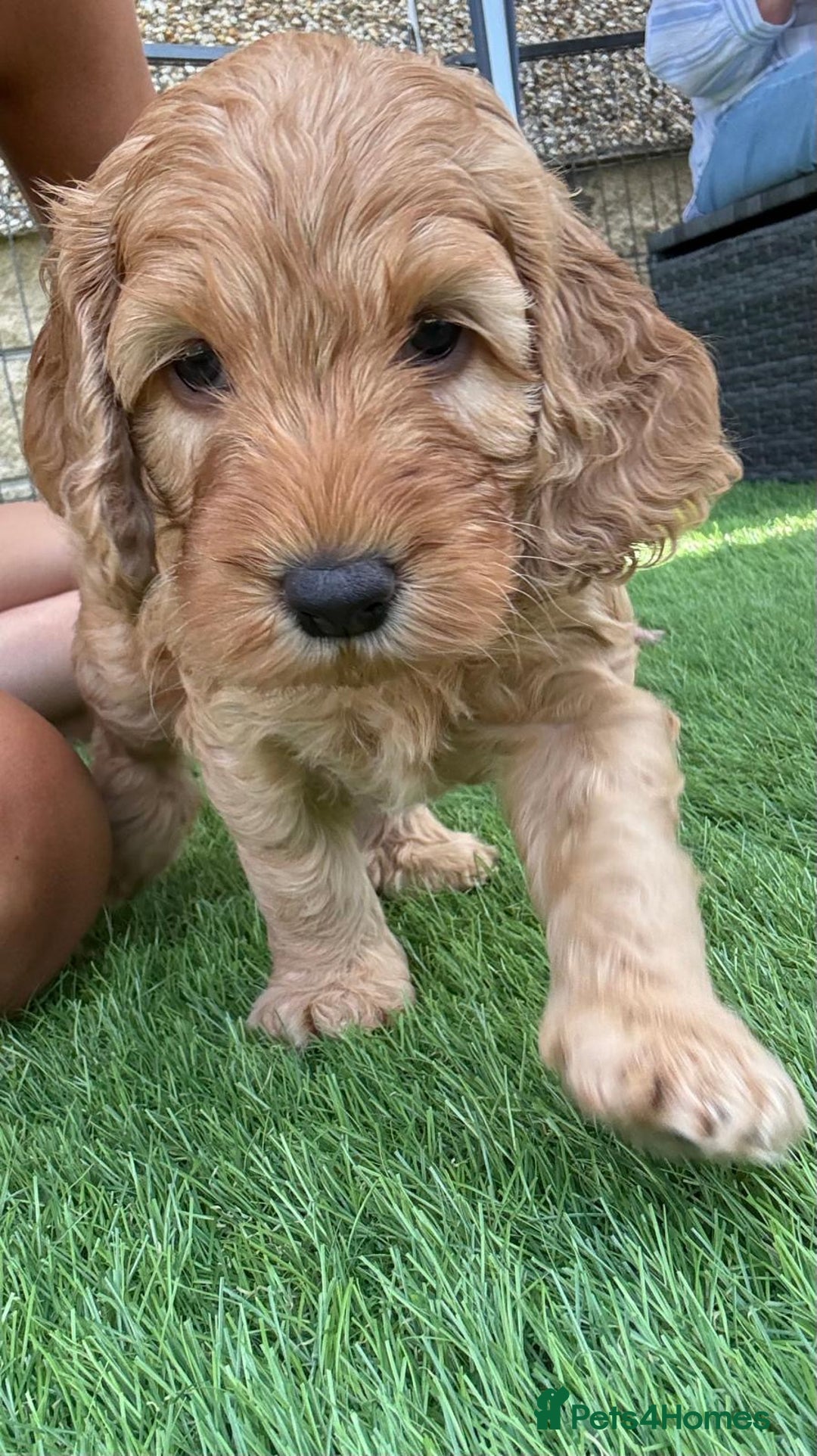 Cockapoo dogs for sale: Westcraigs Cockapoos - Image 15