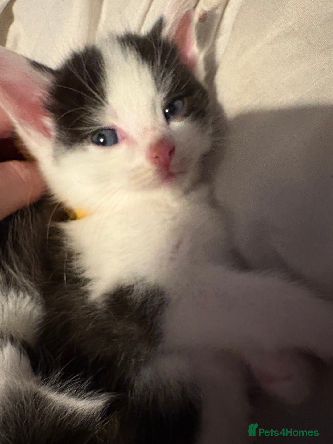 Mixed Breed cats for sale: Kittens for sale (ALL GONE NOW)  - Advert 23