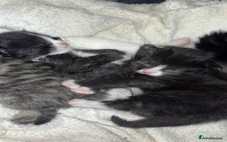 Domestic Shorthair cats for sale: 3 gorgeous tuxedo kittens for sale. - Image 2