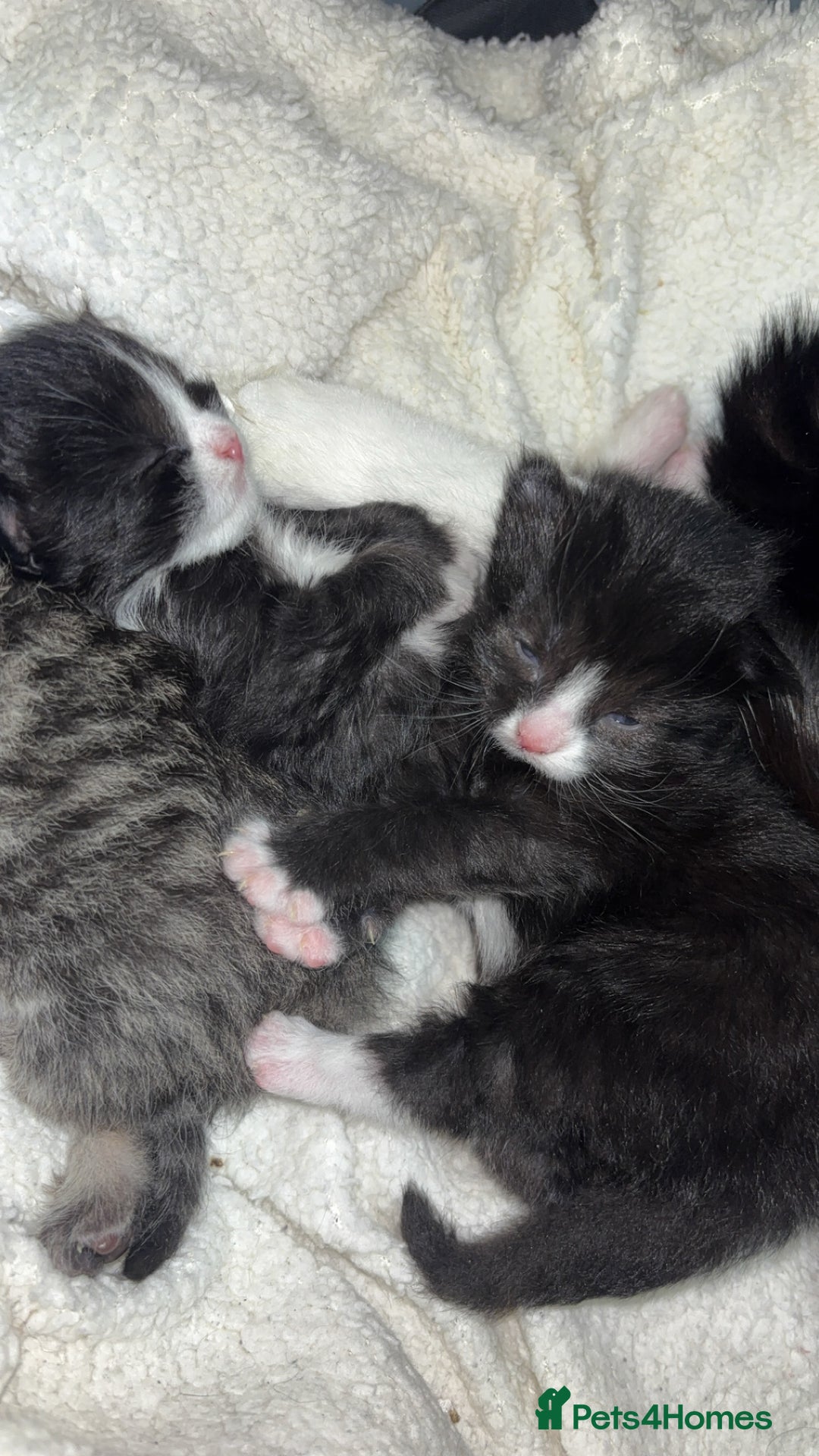 Domestic Shorthair cats for sale: 3 gorgeous tuxedo kittens for sale. - Image 2