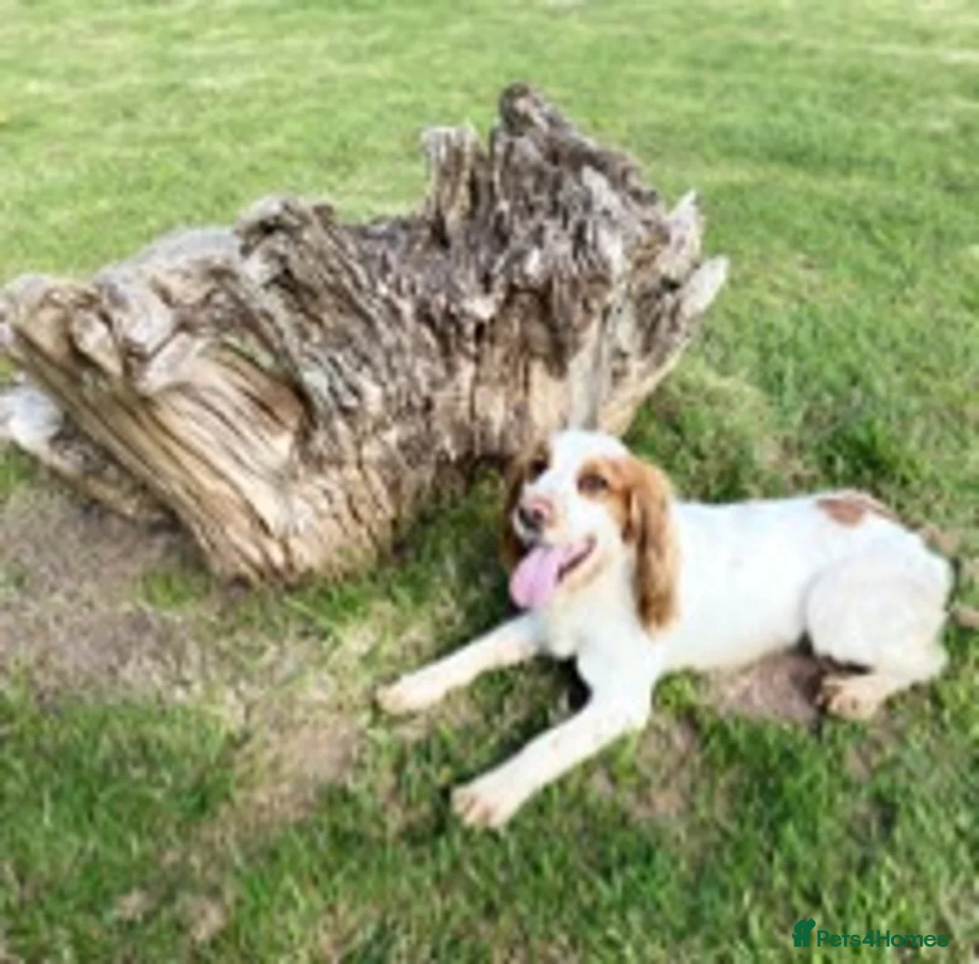 Cocker Spaniel dogs for stud: working cocker for stud Lemon & White Kc reg in Taunton - Advert 2