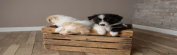 Border Collie dogs for sale: Exceptional, health tested, KC registered puppies - Advert 11