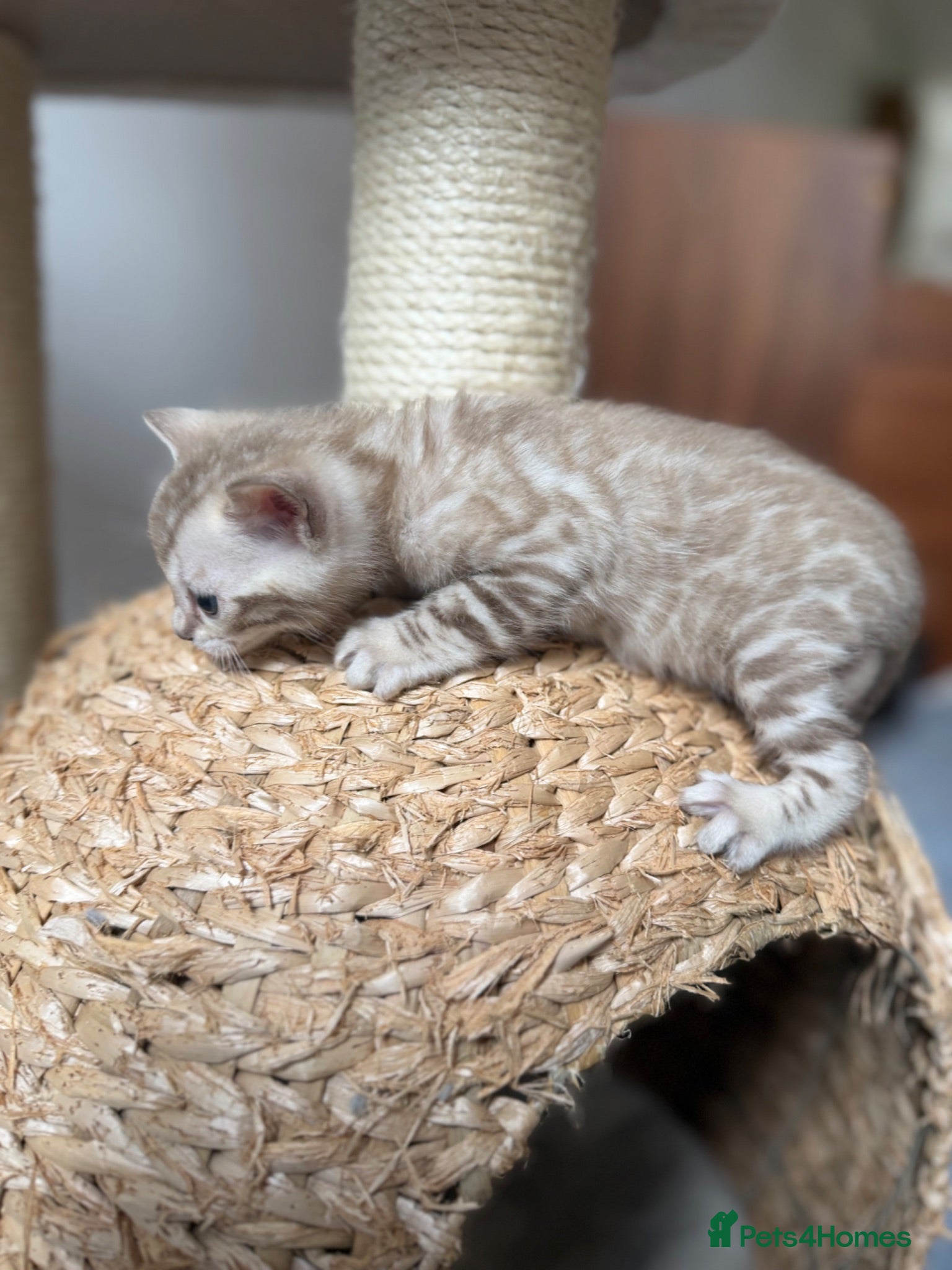 Bengal cats Champion bloodlines TICA Registered Bengal Kitten  - Advert 2