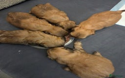 Shih Tzu dogs for sale: 5 beautiful Full Pedigree Shih Tzu Puppies - Image 12