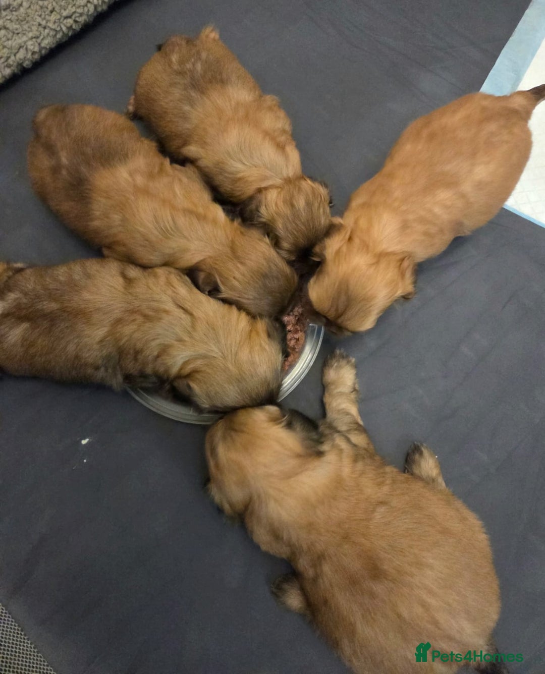 Shih Tzu dogs for sale: 5 beautiful Full Pedigree Shih Tzu Puppies - Image 12