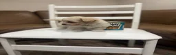 Maltipoo dogs for sale: Miniature maltipoo puppies - Advert 16