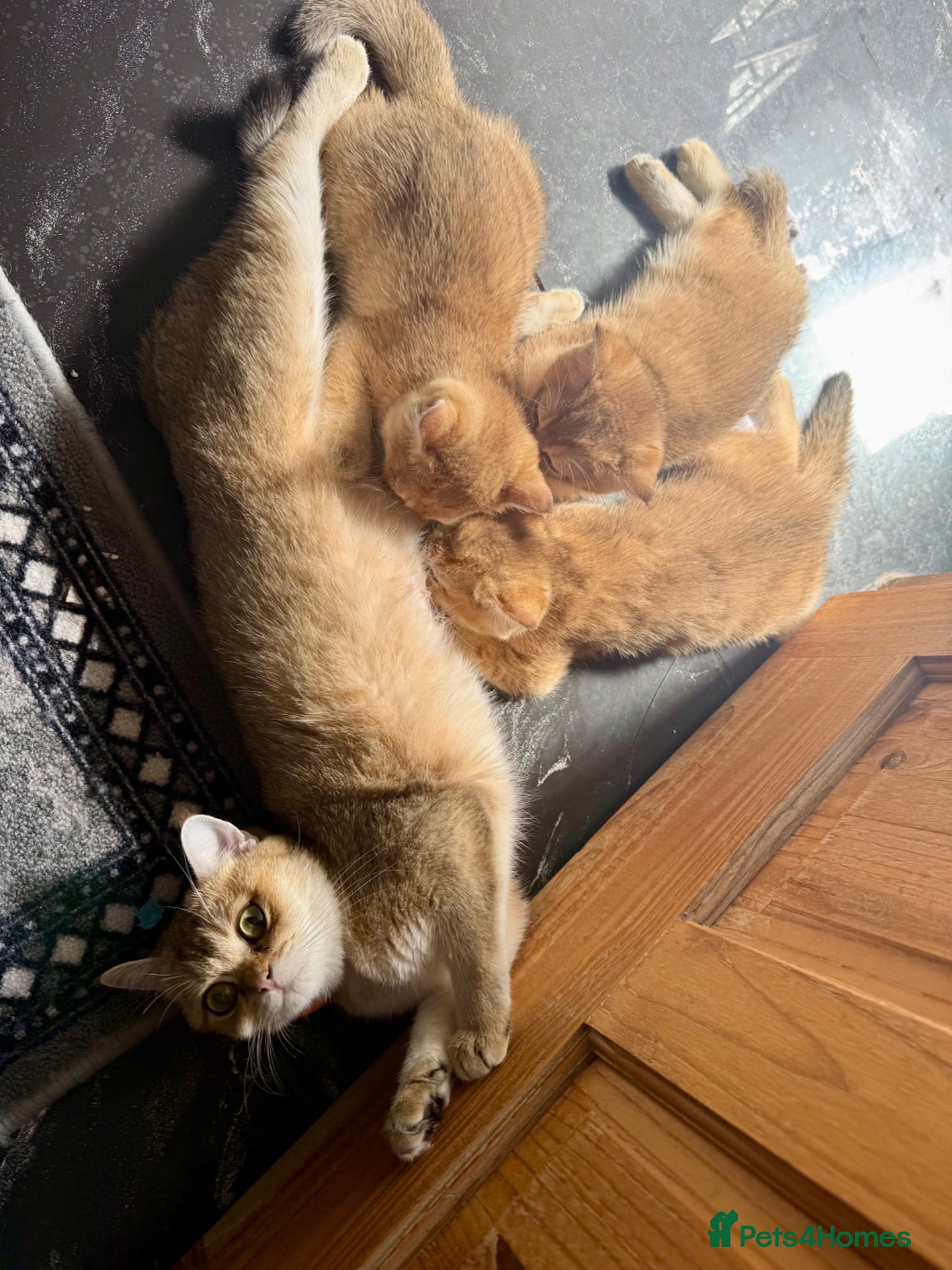British Shorthair cats 🐾 Champion Bloodline BSH Golden Kittens 🐾 - Advert 2