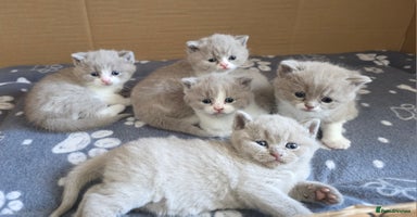 British Shorthair cats - Advert 5