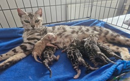 Bengal cats for sale: TICA Genetic & Health Tested Bengal Kittens  - Image 9