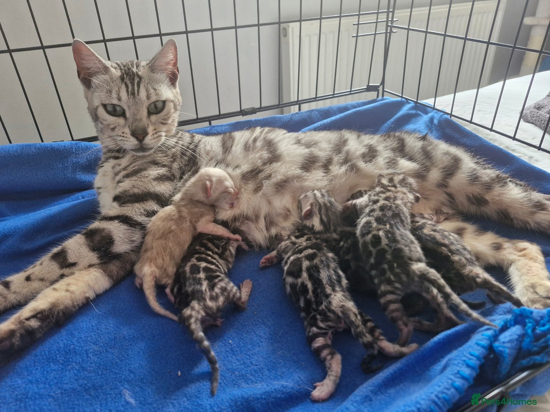 Bengal cats for sale: TICA Genetic & Health Tested Bengal Kittens  - Image 9