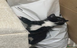 Mixed Breed cats for sale: 3 friendly kittens for sale - Image 22