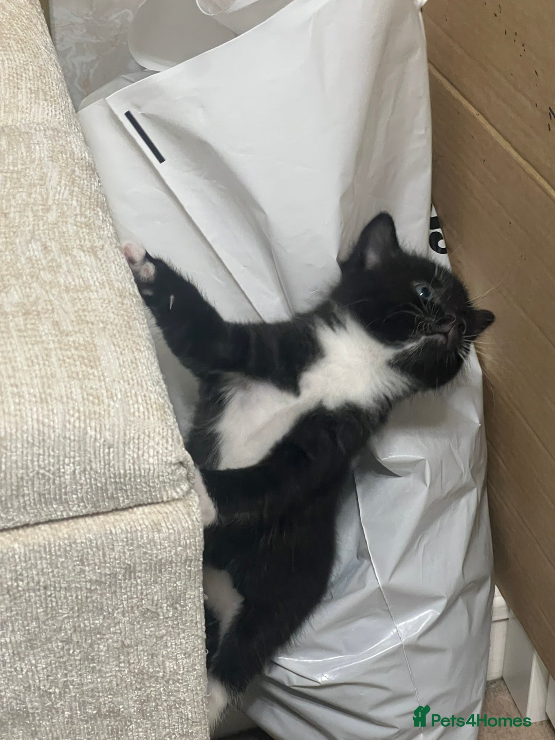 Mixed Breed cats for sale: 3 friendly kittens for sale - Image 22