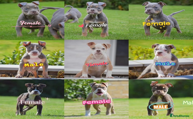 Old Tyme Bulldog dogs - Advert 2