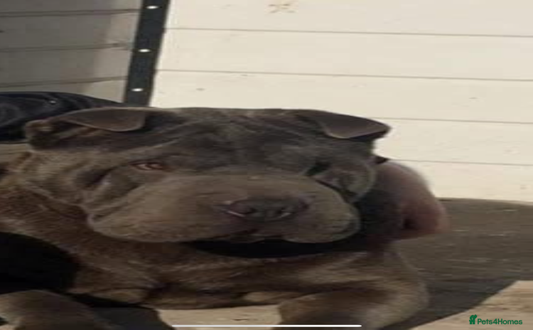 Shar Pei dogs - Advert 2