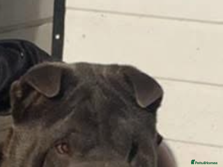 Shar Pei dogs for sale - Advert 1