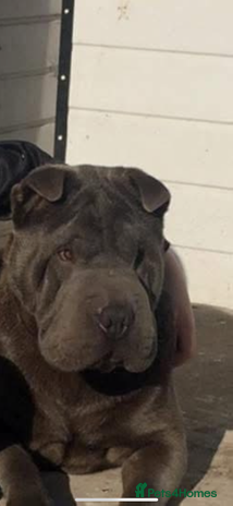 Shar Pei dogs - Advert 2