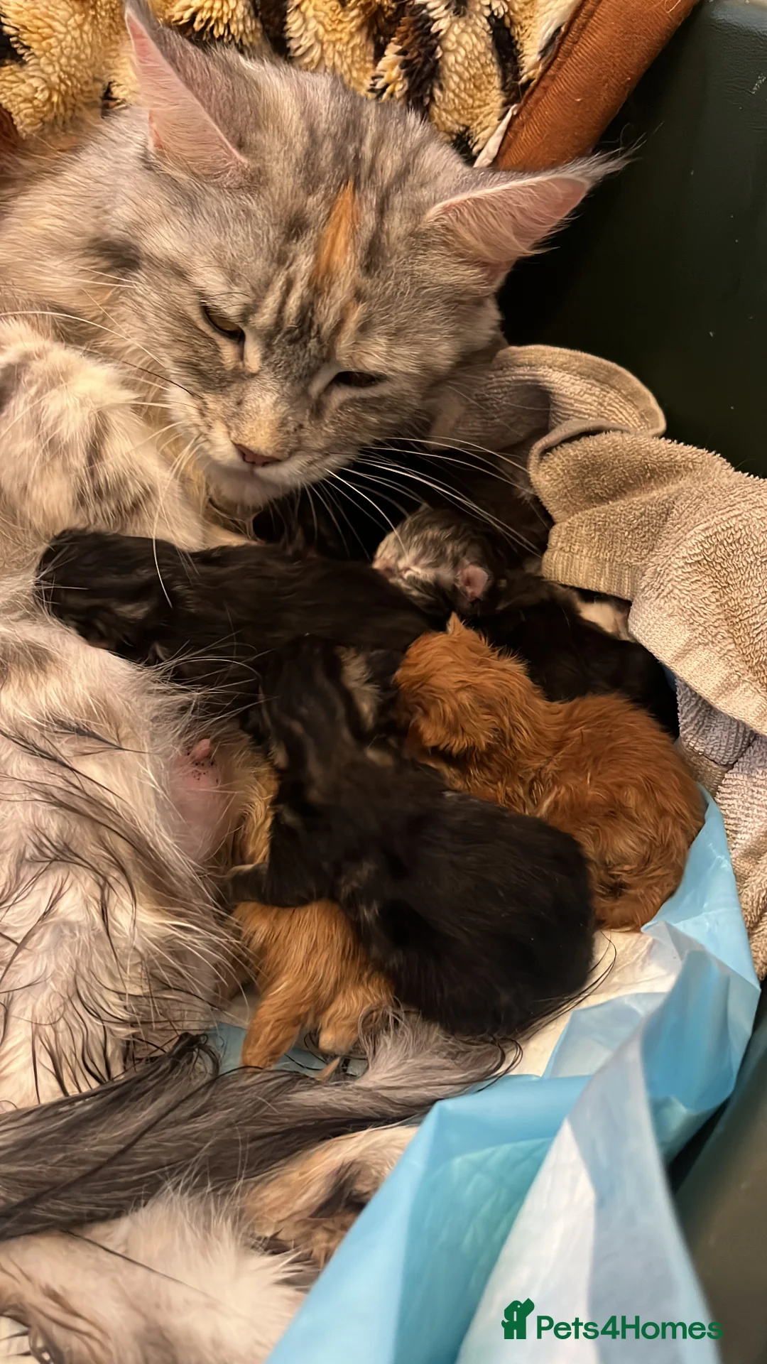 Maine Coon cats for sale: Purebred Maine Coon kittens - Advert 2