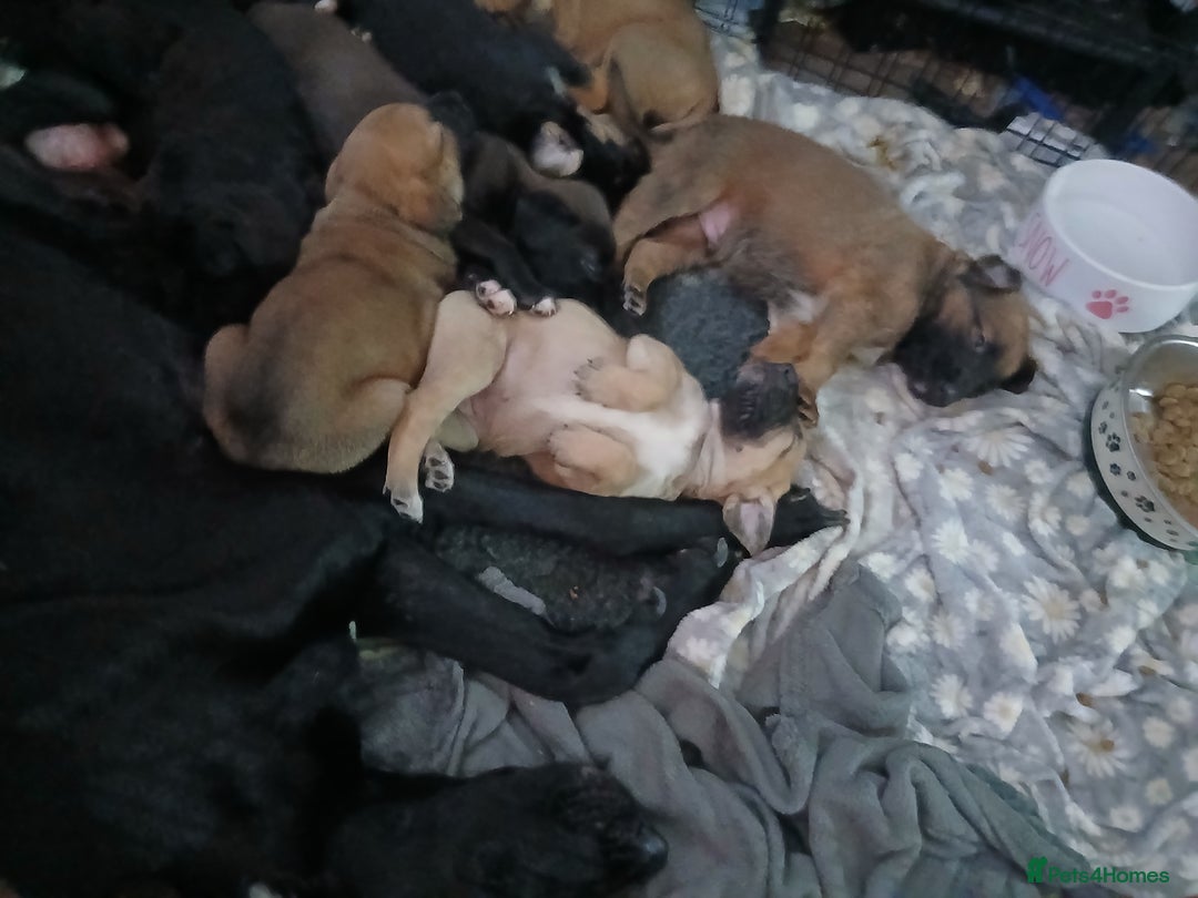 Mixed Breed dogs for sale: Puppies  - Advert 11