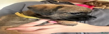 Border Terrier 3