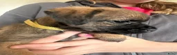 Border Terrier dogs for sale: Border Terrier pups - Advert 6