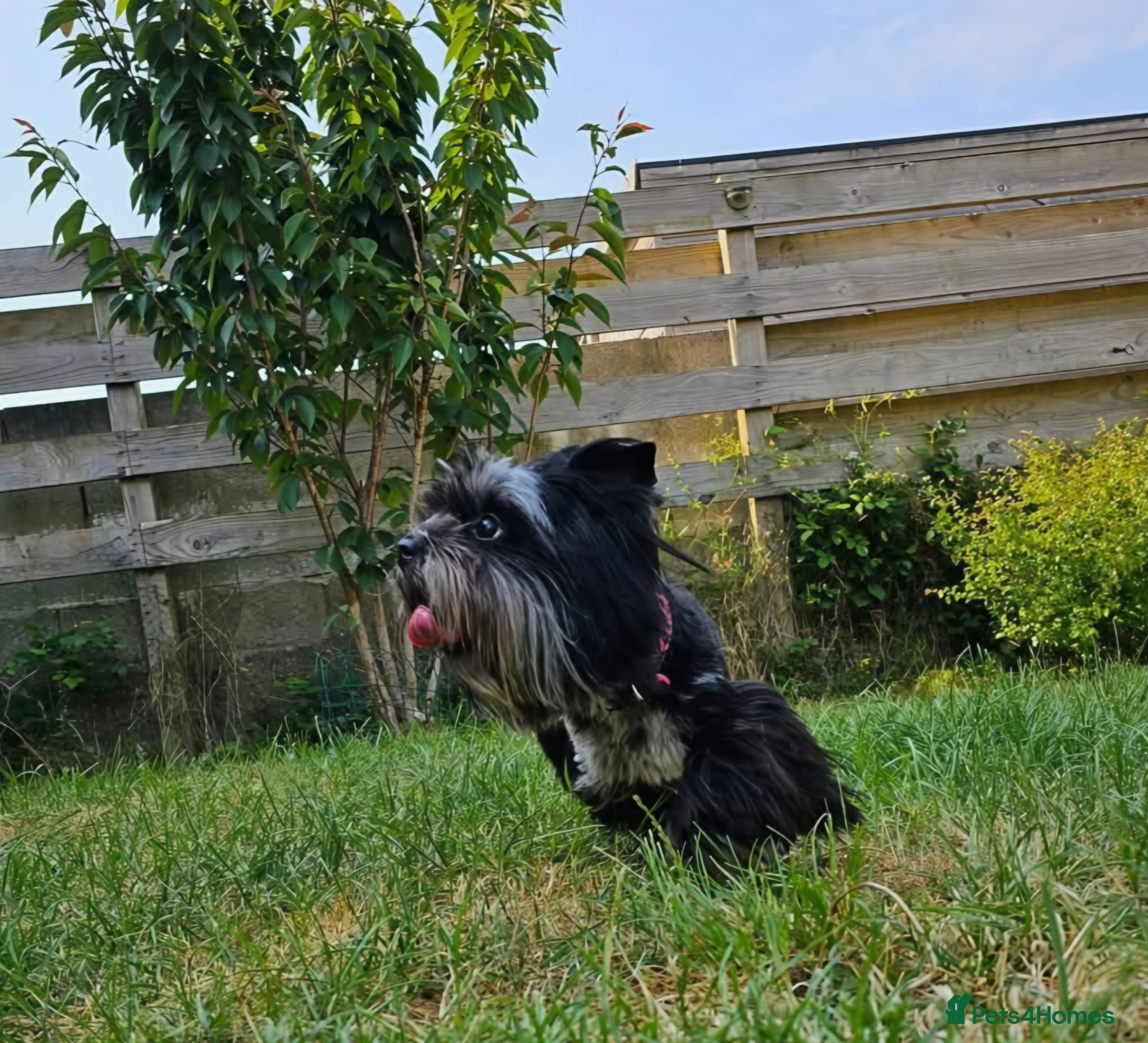 Yorkshire Terrier dogs Elegant lady  - Advert 2