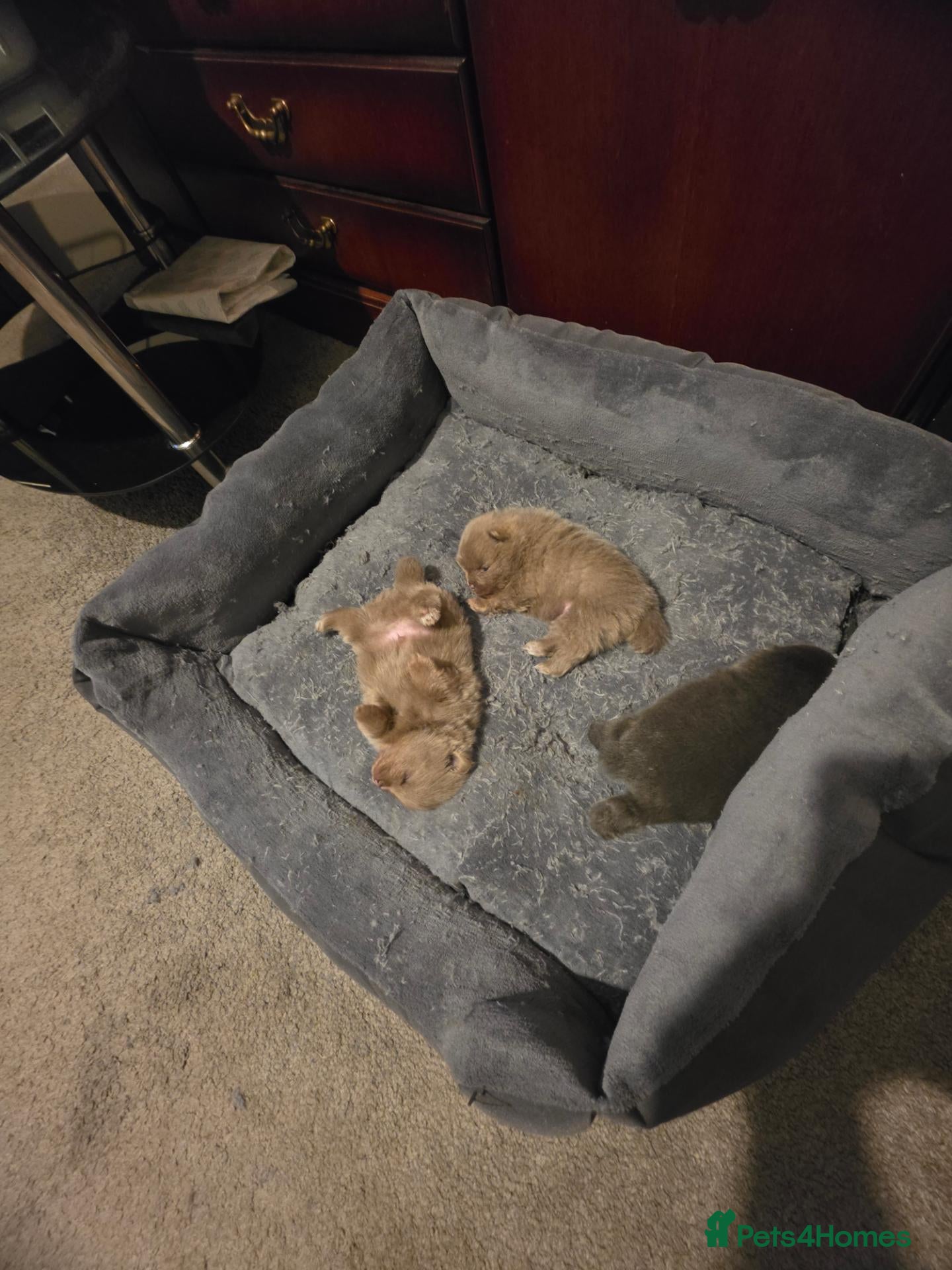 Pomeranian dogs for sale: Outstanding Champion bloodline, blue and lilac - Advert 19