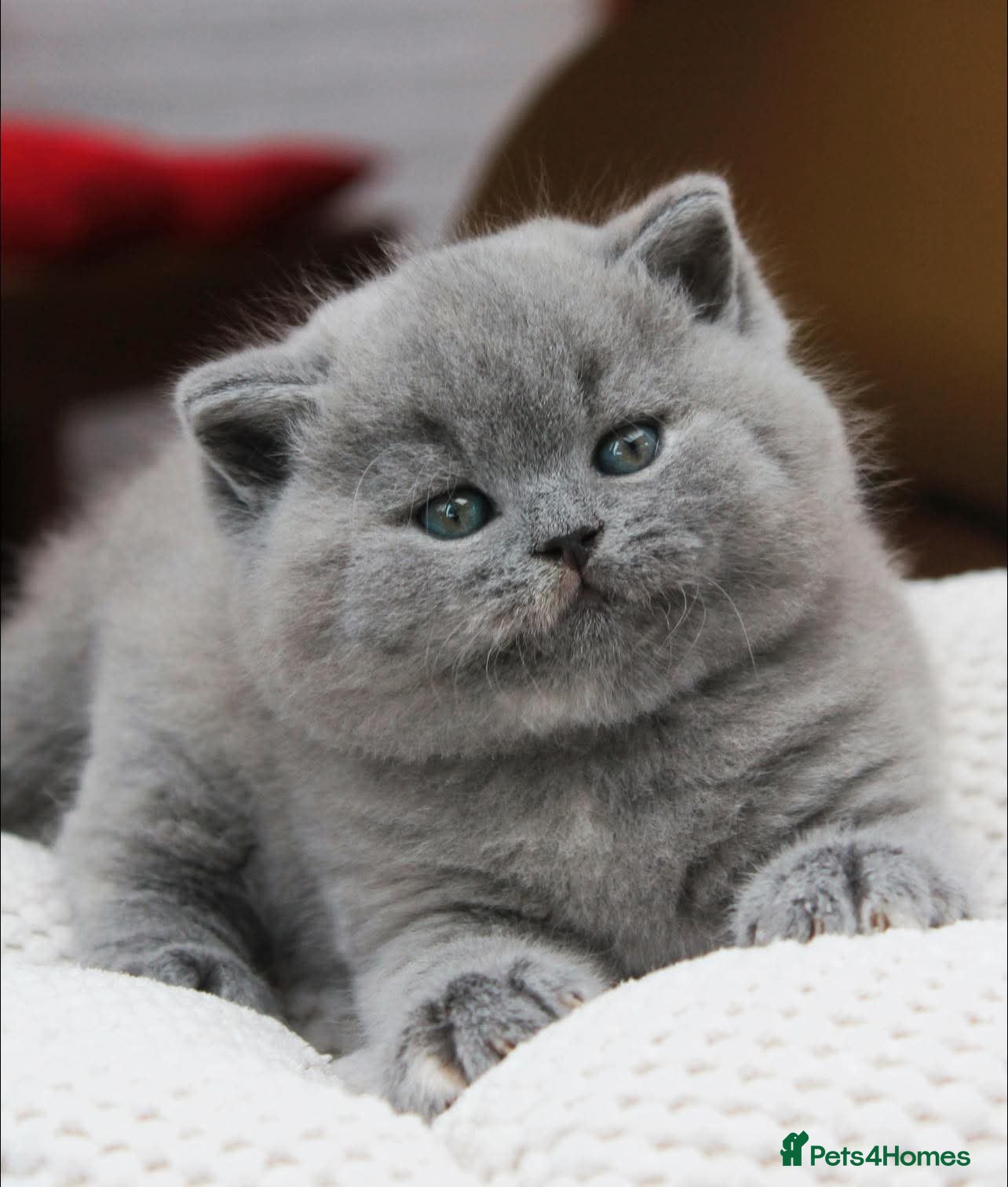 British Shorthair cats British Shorthair cuddly babies  - Advert 6