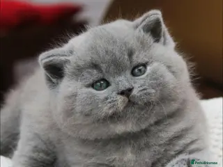 British Shorthair cats British Shorthair cuddly babies - Advert 6