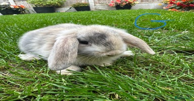 Mini Lop rabbits - Advert 13