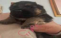 German Shepherd dogs for sale: German shepherd puppies kc registered - Image 9
